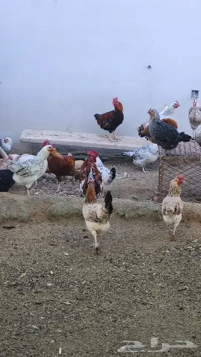 دجاج بلدي 2