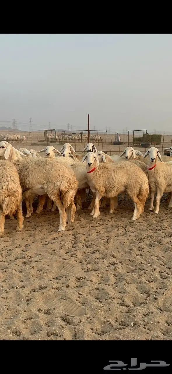 رخال حرش صنف 0