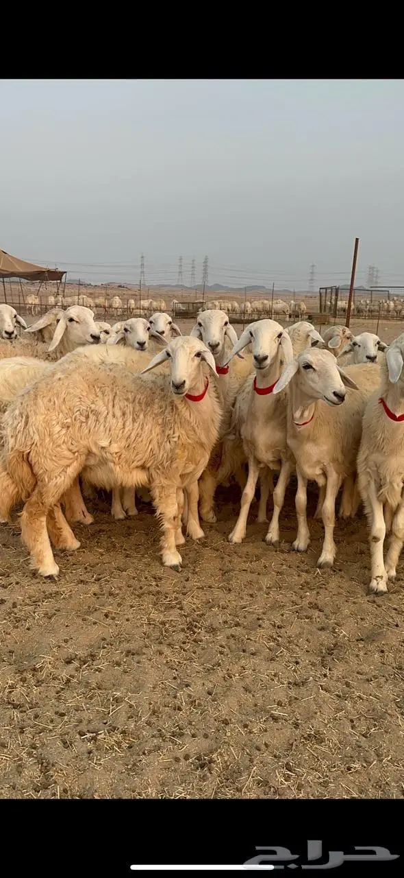 رخال حرش صنف 1