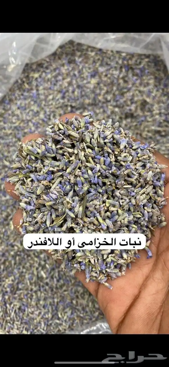 سدر بلدي عضوي وحناء المدينه ناعم مضمون جمله كميات بالطن 10