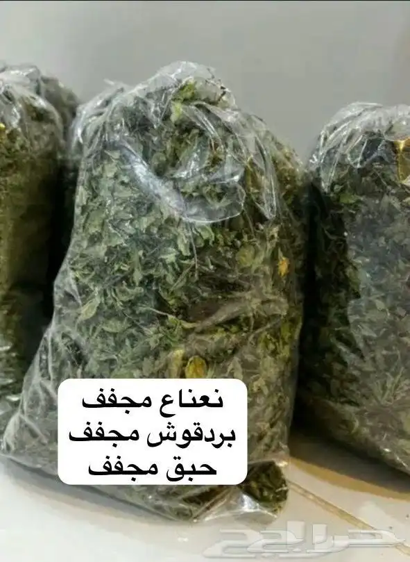 سدر بلدي عضوي وحناء المدينه ناعم مضمون جمله كميات بالطن 33