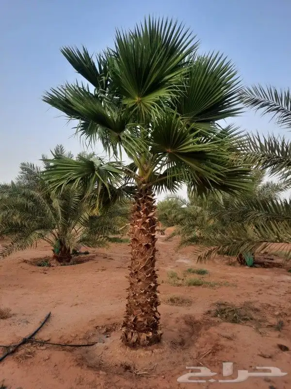 نخل للبيع من القصيم عربي واشنطونيا 9