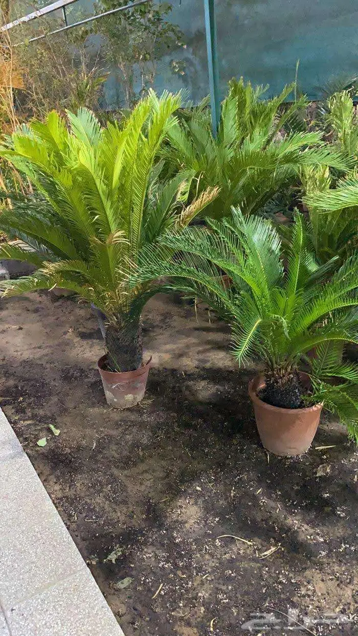 لانسكيب ثيل مسطحات خضراء اشجار شتلات تمديدات زراعية تايمر 0