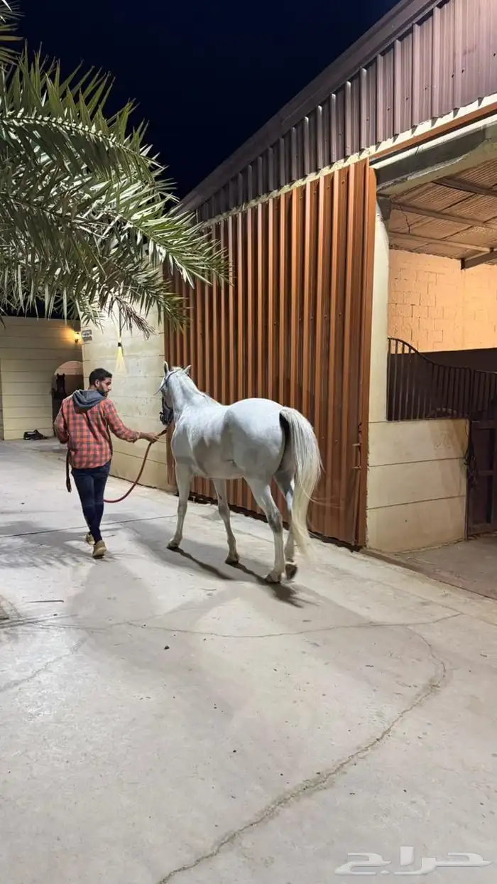 حصان عربي قفز 4