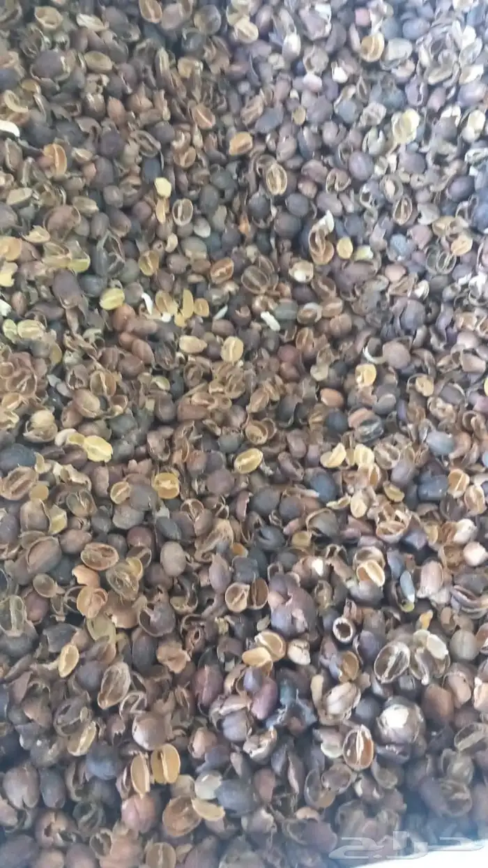 سدر بلدي عضوي وحناء المدينه ناعم مضمون جمله كميات بالطن 29