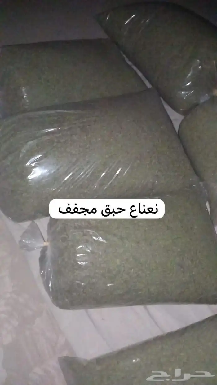 سدر بلدي عضوي وحناء المدينه ناعم مضمون جمله كميات بالطن 24