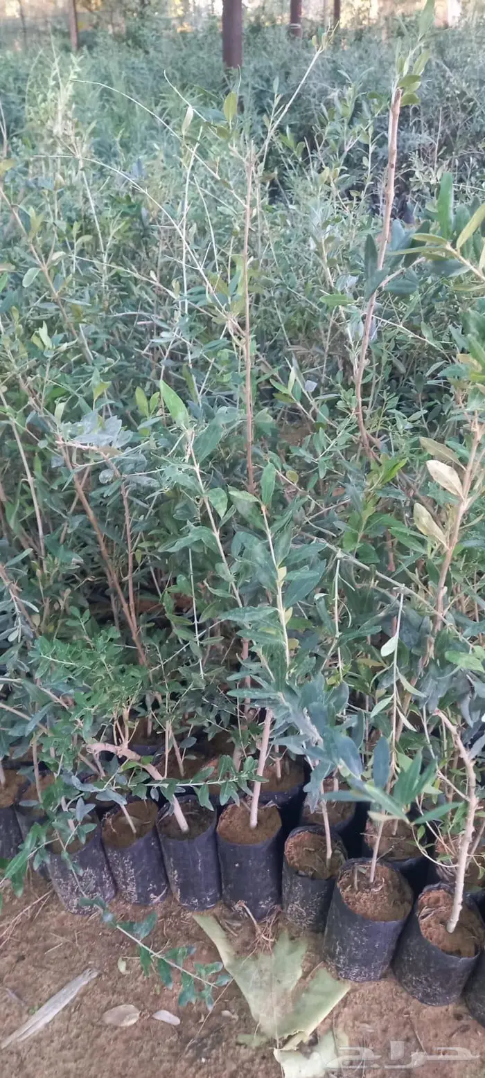 اشجار زيتون 18