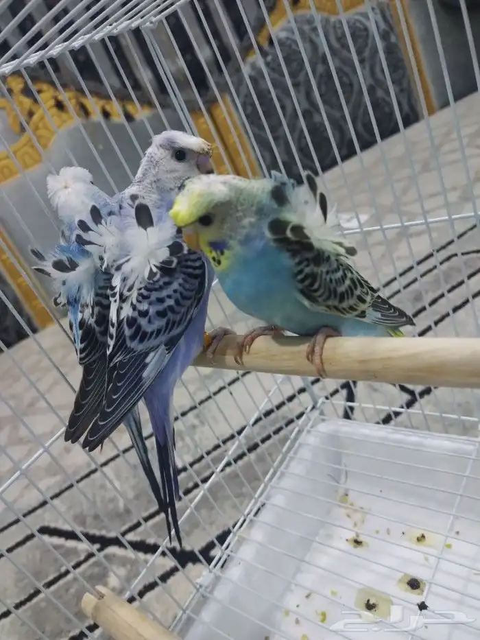 فروخ بادجي 1