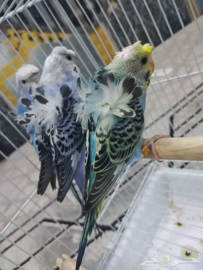 فروخ بادجي 4