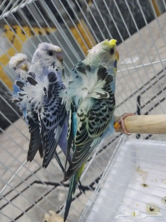 فروخ بادجي 0