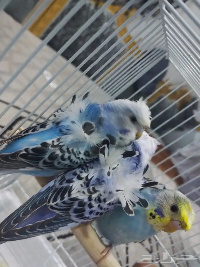 فروخ بادجي 7