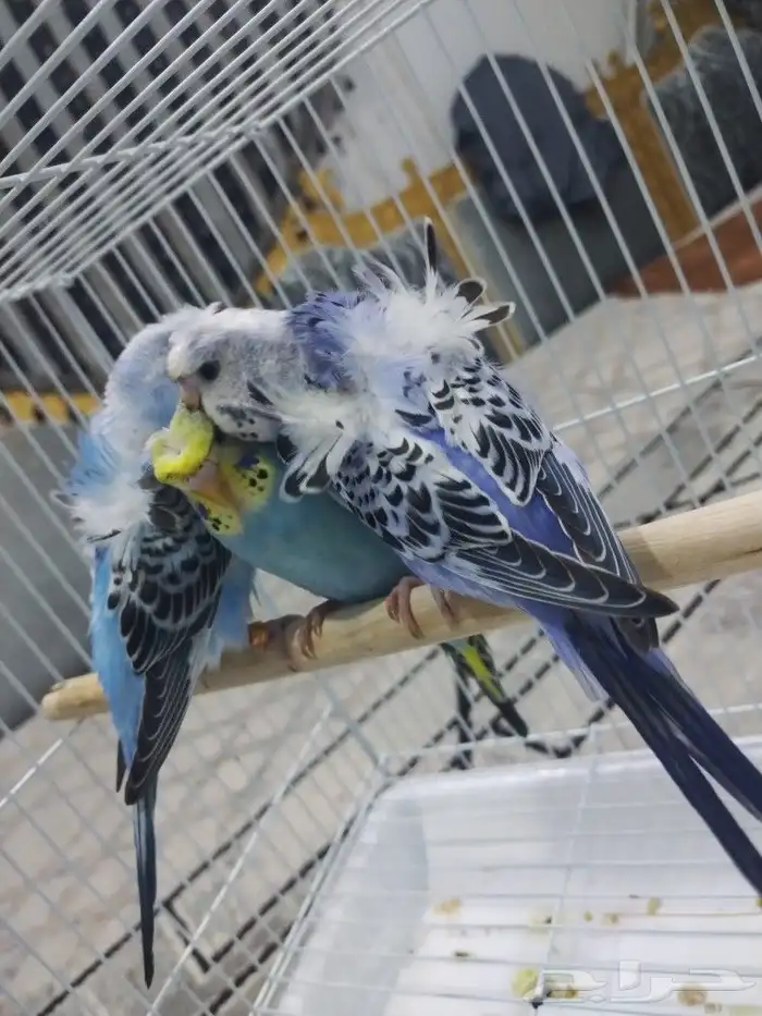 فروخ بادجي 9