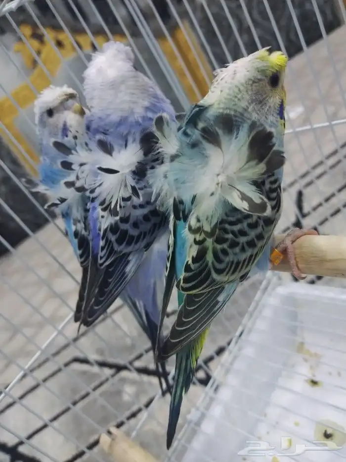 فروخ بادجي 3