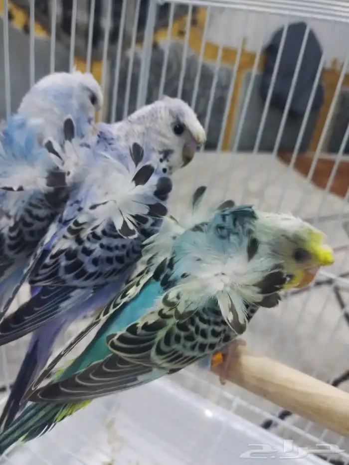 فروخ بادجي 2