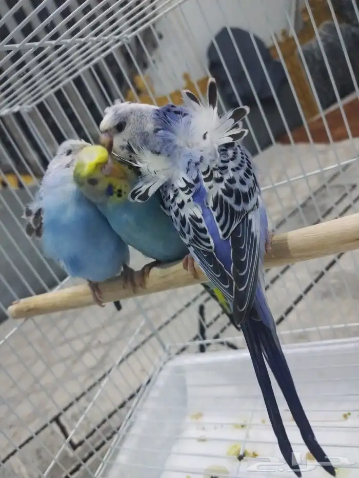 فروخ بادجي 10