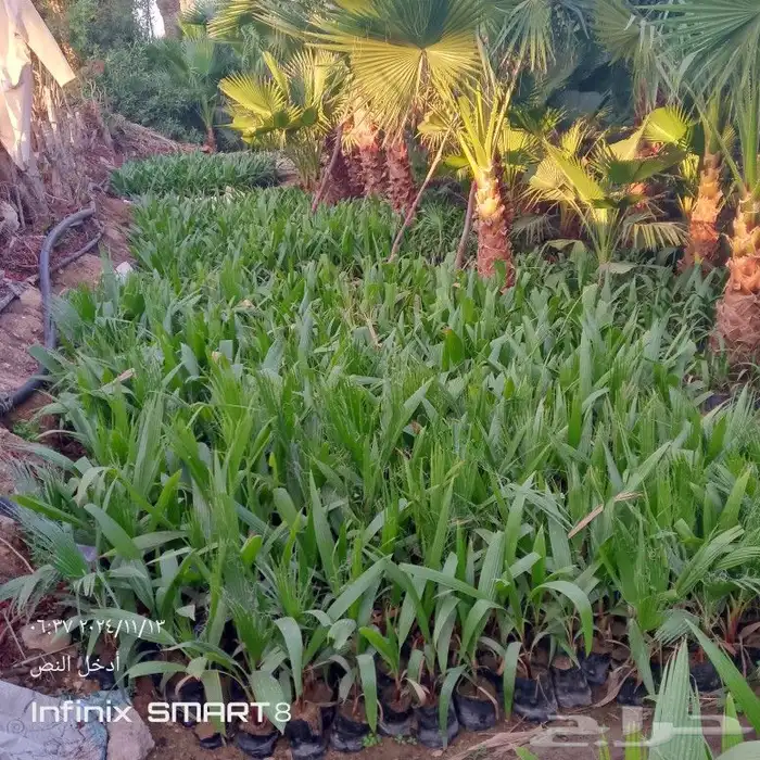 يوجد لدينا جميع انواع النخيل العربي وشنطني 1