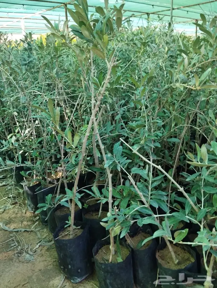 اشجار زيتون 11