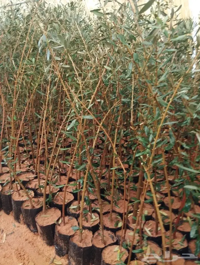 اشجار زيتون 12