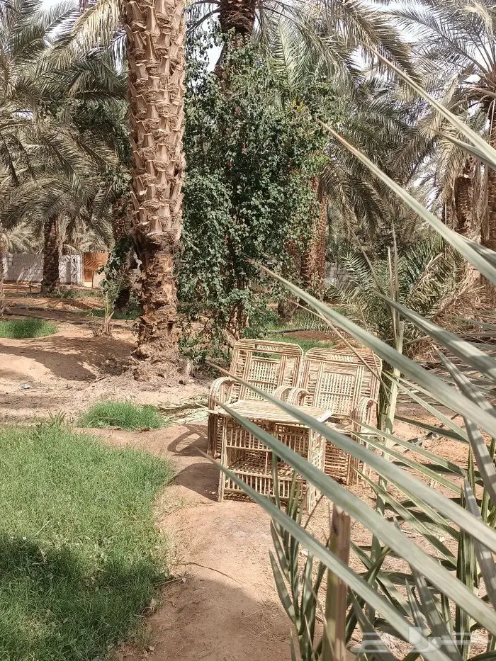 كراسى سعف النخيل 35