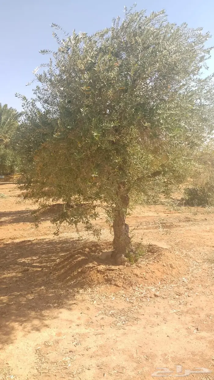 اشجار زيتون 3