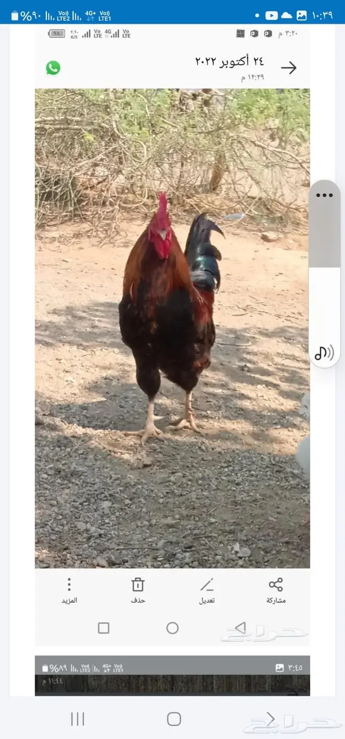 صوص فرنسي وبيض مخصب فرنسي 8