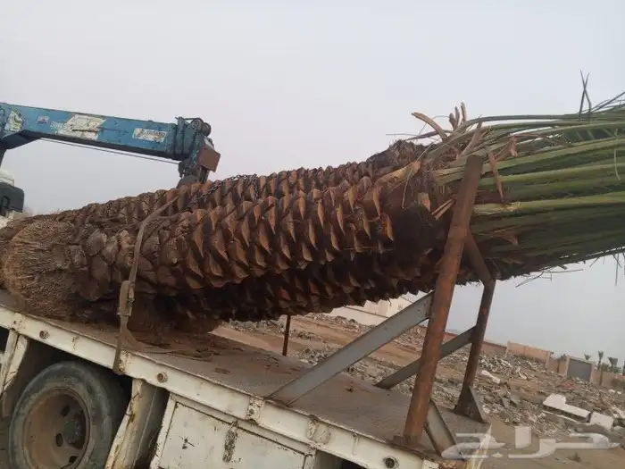 نخل للبيع من القصيم عربي واشنطونيا 0