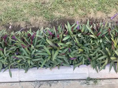 مزرع 6