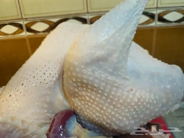 ديك رومي ذبح طازج 4