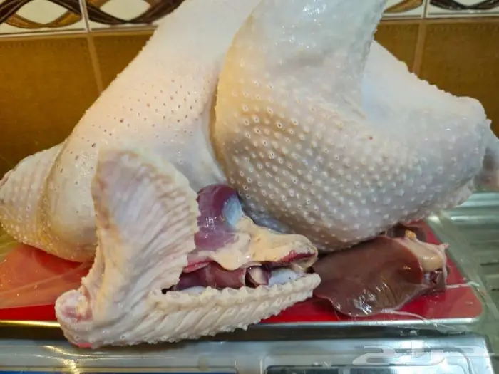 ديك رومي ذبح طازج 5