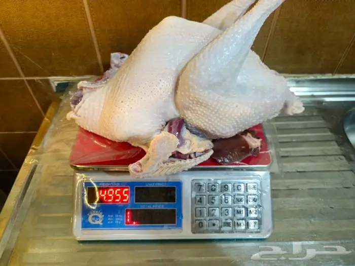 ديك رومي ذبح طازج 0