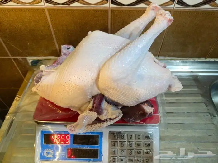 ديك رومي ذبح طازج 3