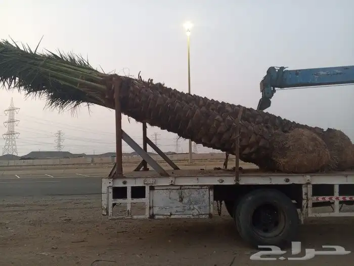 نخل للبيع من القصيم عربي واشنطونيا 1