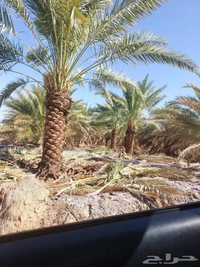 نخل صقعي فاخر للبيع 1