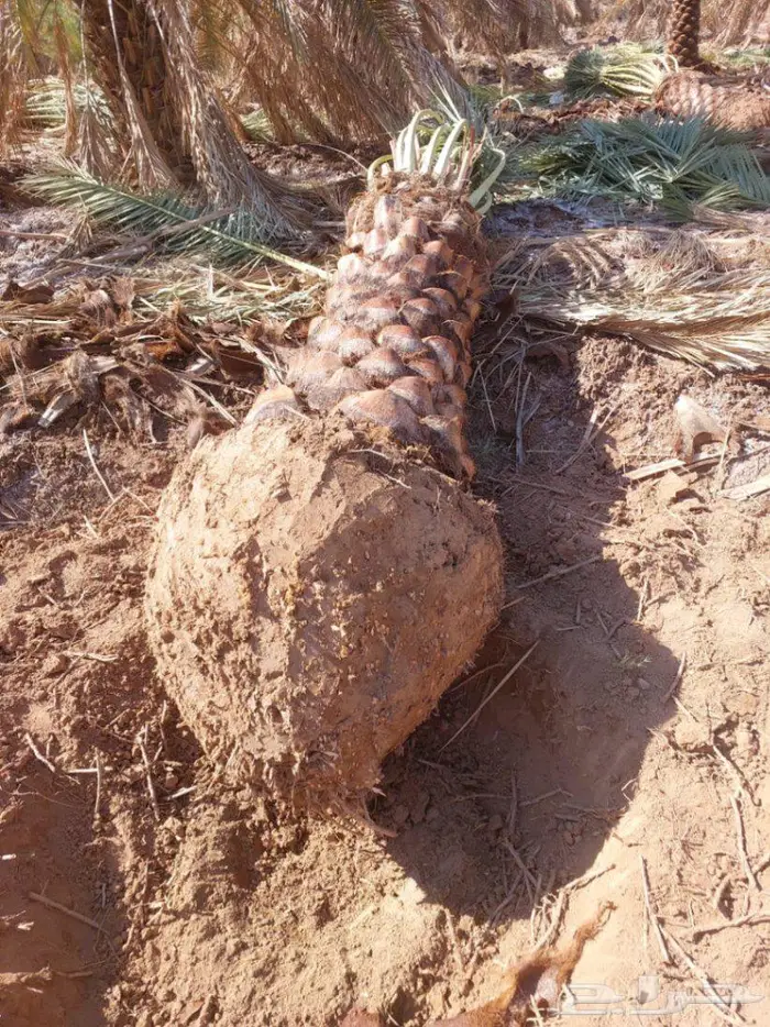 نخل صقعي فاخر للبيع 3