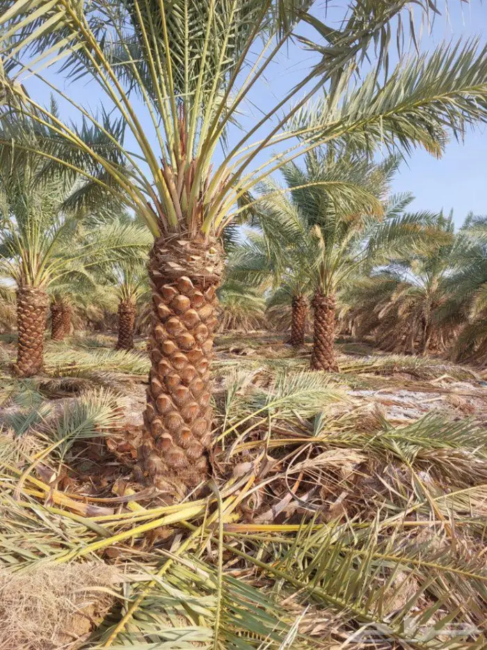 نخل صقعي فاخر للبيع 4