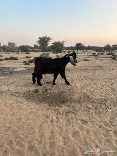 تيس 1
