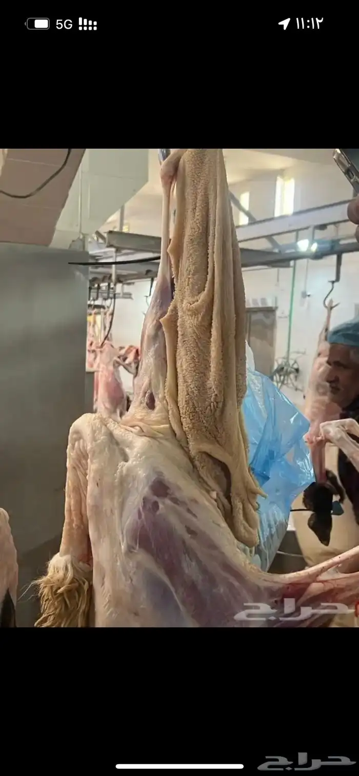 طليان حمري فاخر مرابي 4 شهور فل شحم 6