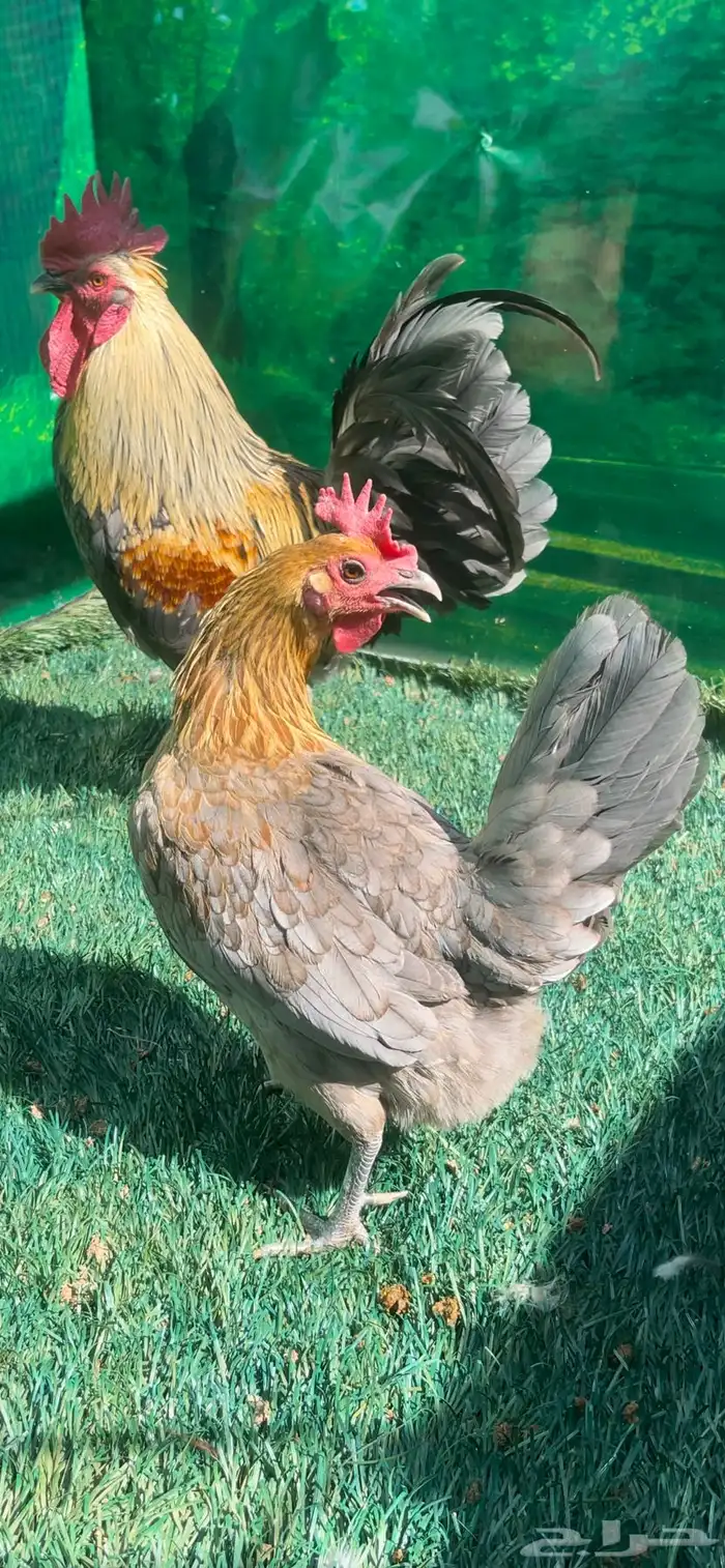 دجاج اسباني رصاصي 4