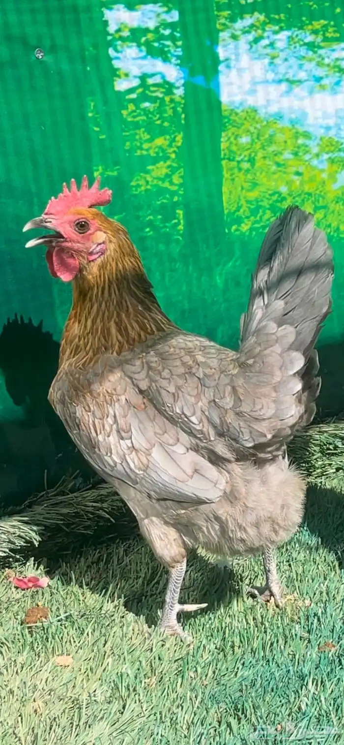 دجاج اسباني رصاصي 1