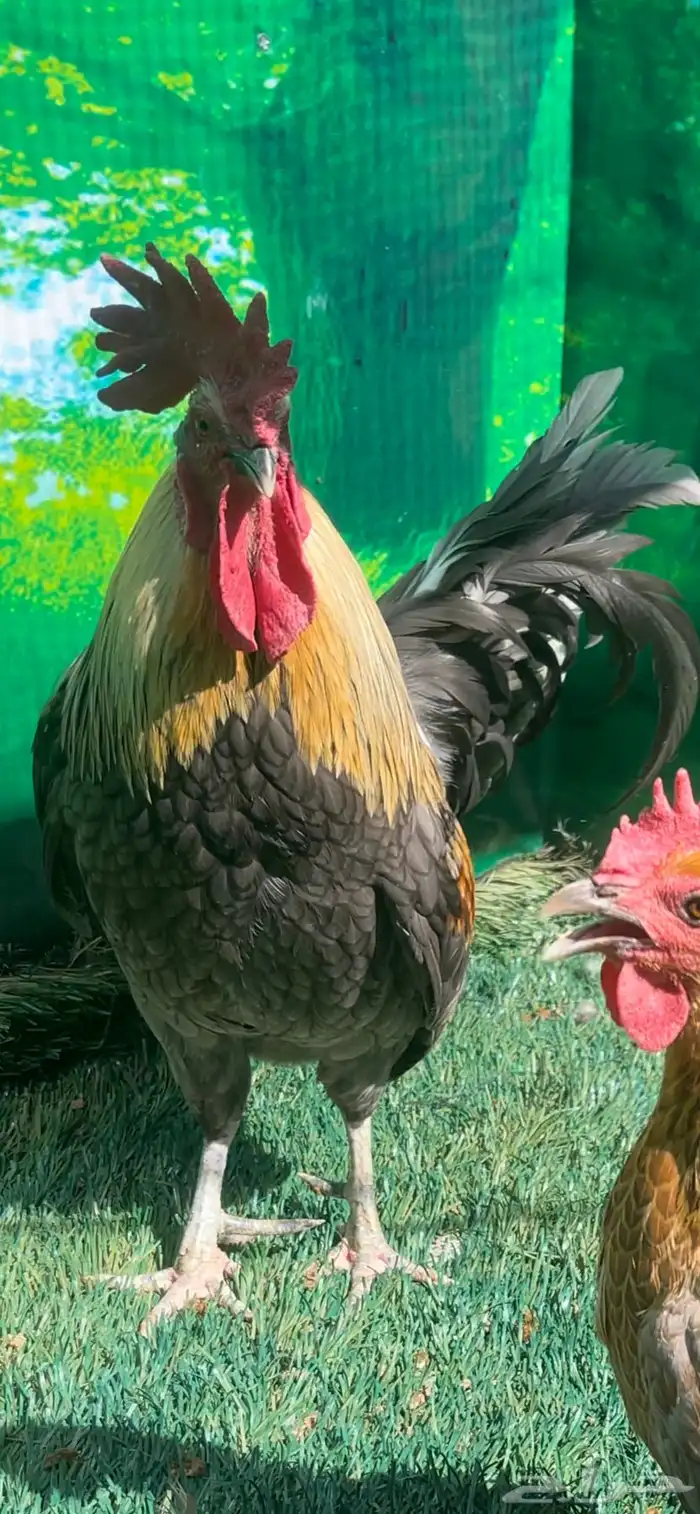 دجاج اسباني رصاصي 3