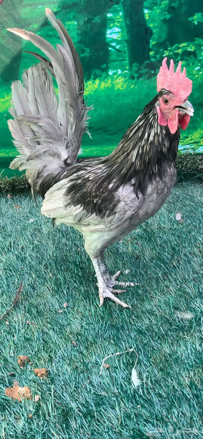 دجاج اسباني رصاصي 5