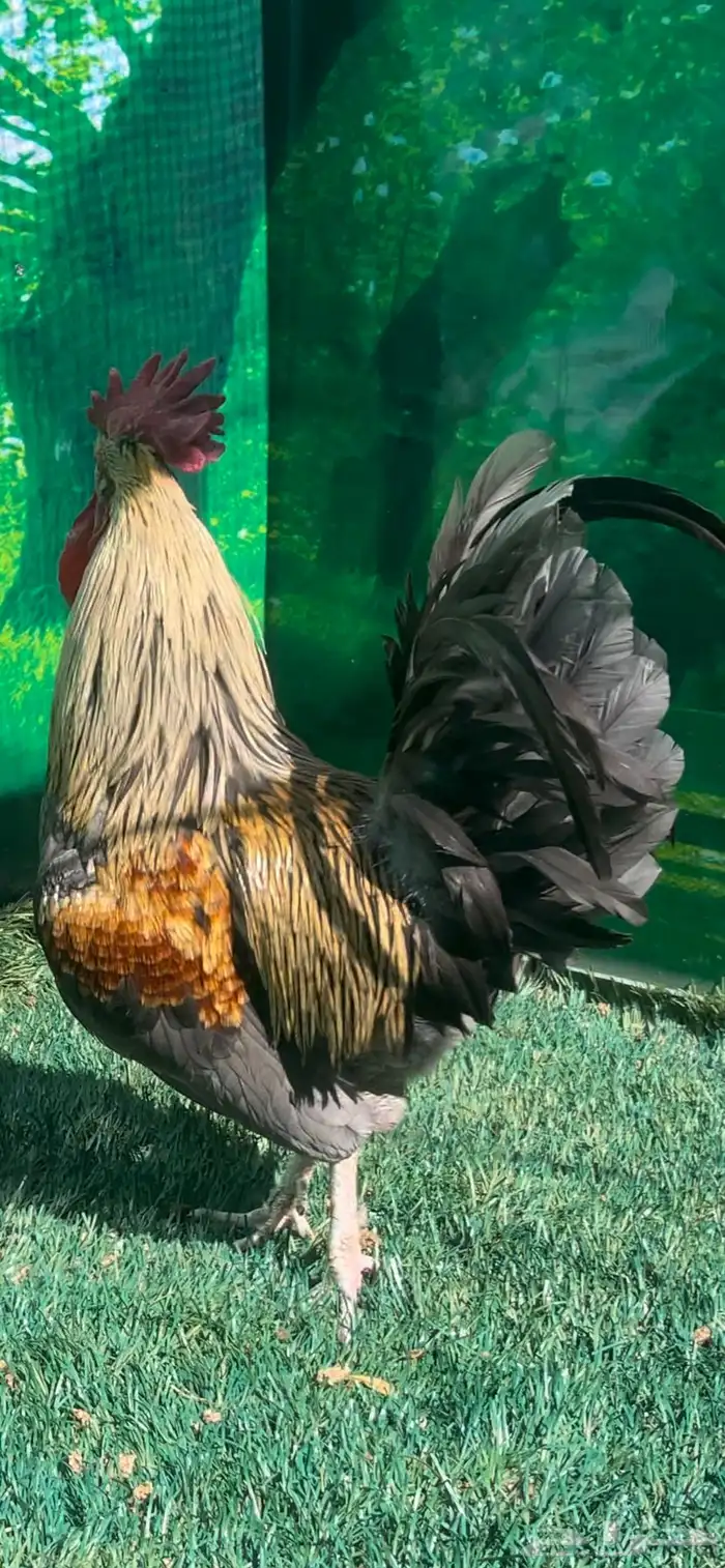 دجاج اسباني رصاصي 2