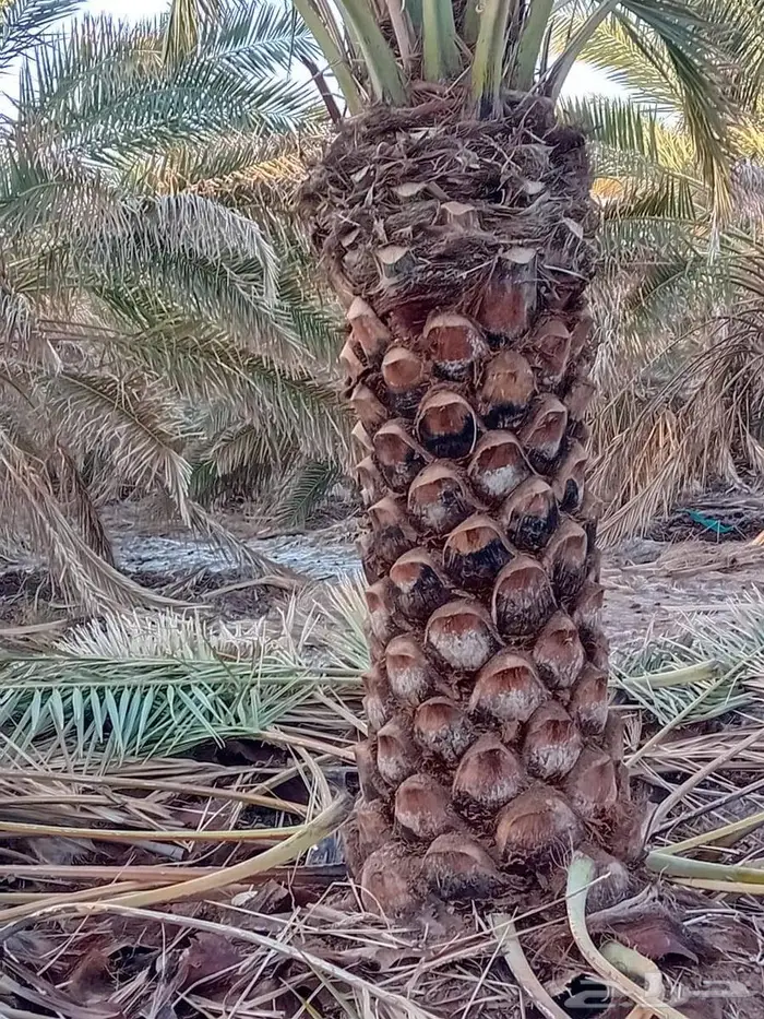 نخل صقعي فاخر للبيع 0