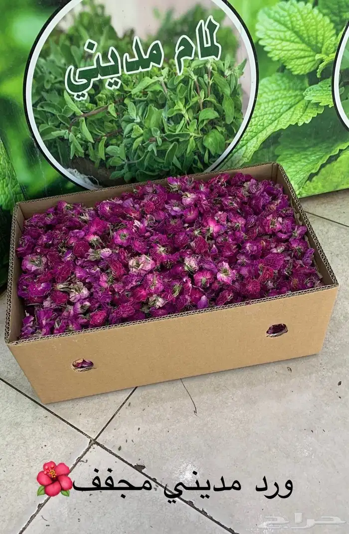 سدر بلدي عضوي وحناء المدينه ناعم مضمون جمله كميات بالطن 23