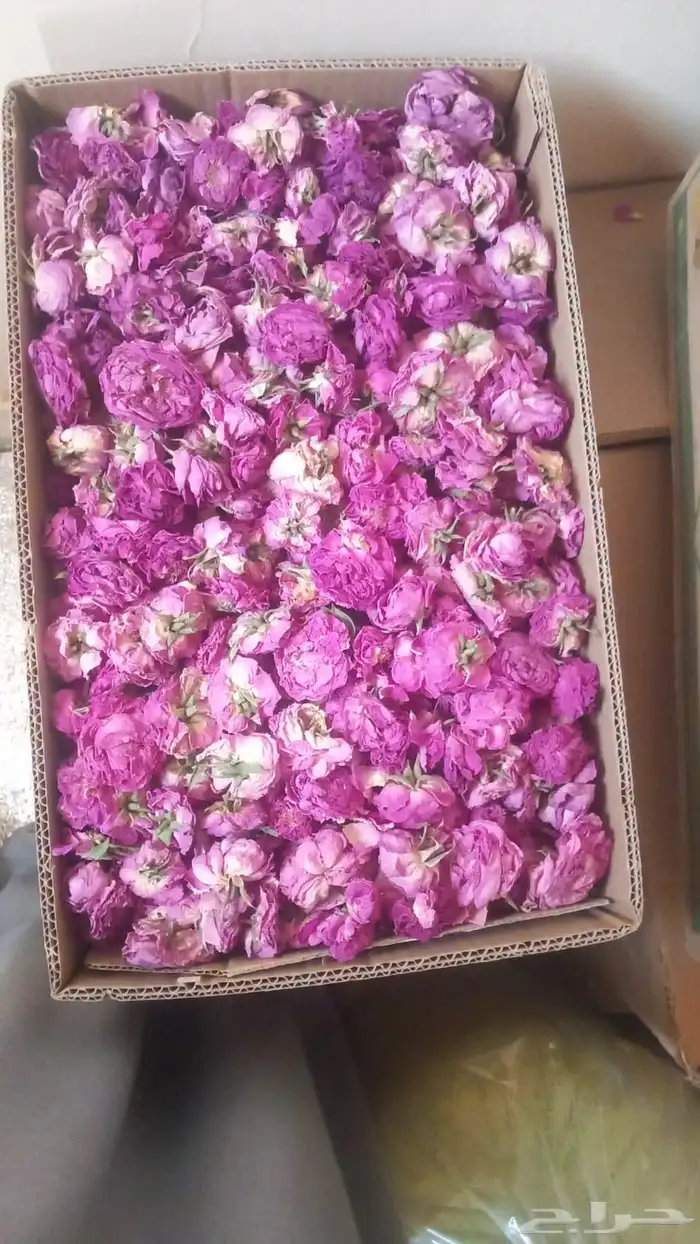 سدر بلدي عضوي وحناء المدينه ناعم مضمون جمله كميات بالطن 31