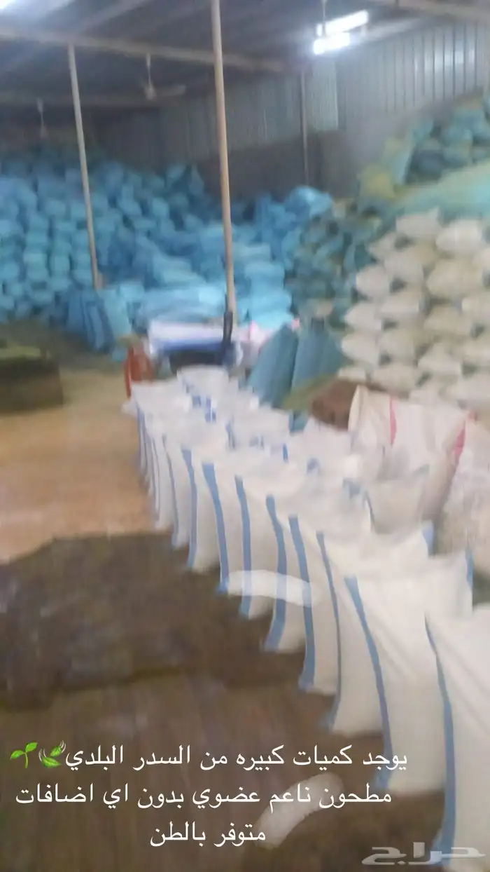 سدر بلدي عضوي وحناء المدينه ناعم مضمون جمله كميات بالطن 17