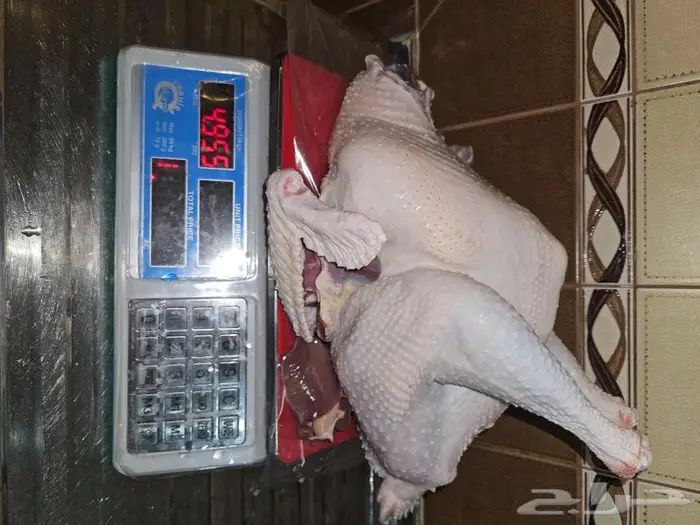 ديك رومي ذبح طازج 6