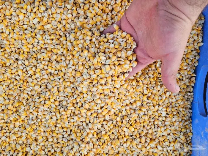 ديك رومي ذبح طازج 2