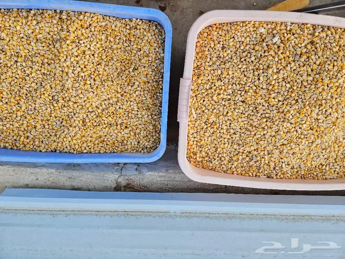 ديك رومي ذبح طازج 1