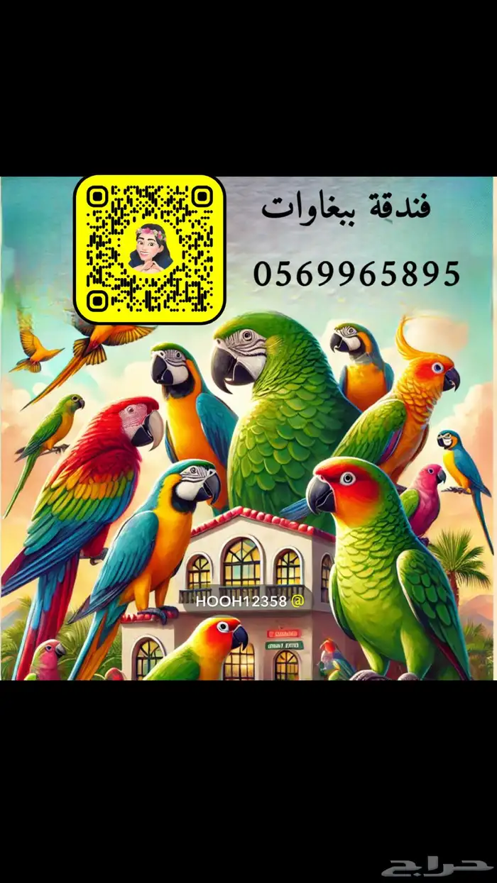 للبيع ببغاء الروز الاليف مناسب للاطفال 7